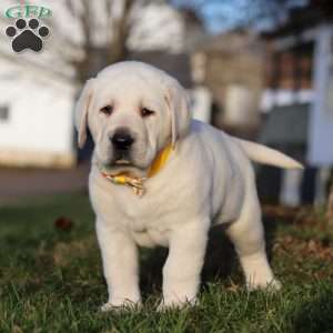 Benny, Yellow Labrador Retriever Puppy